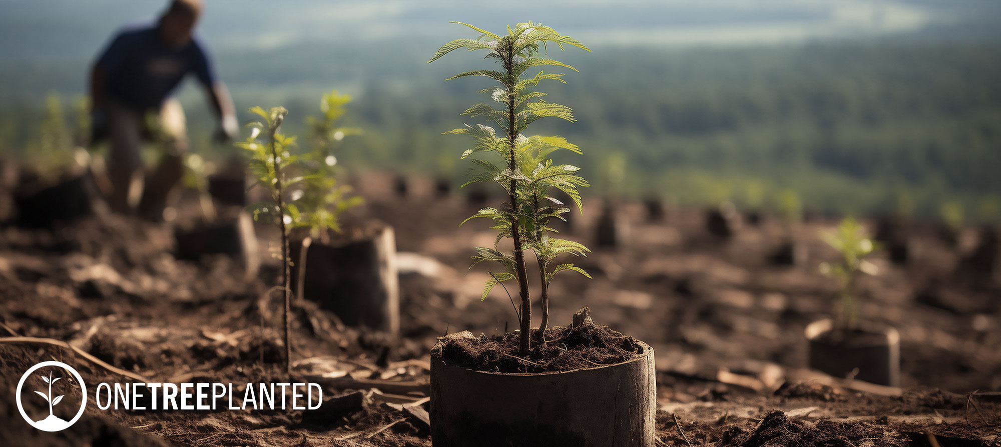 Medicred One Tree Planted Forest